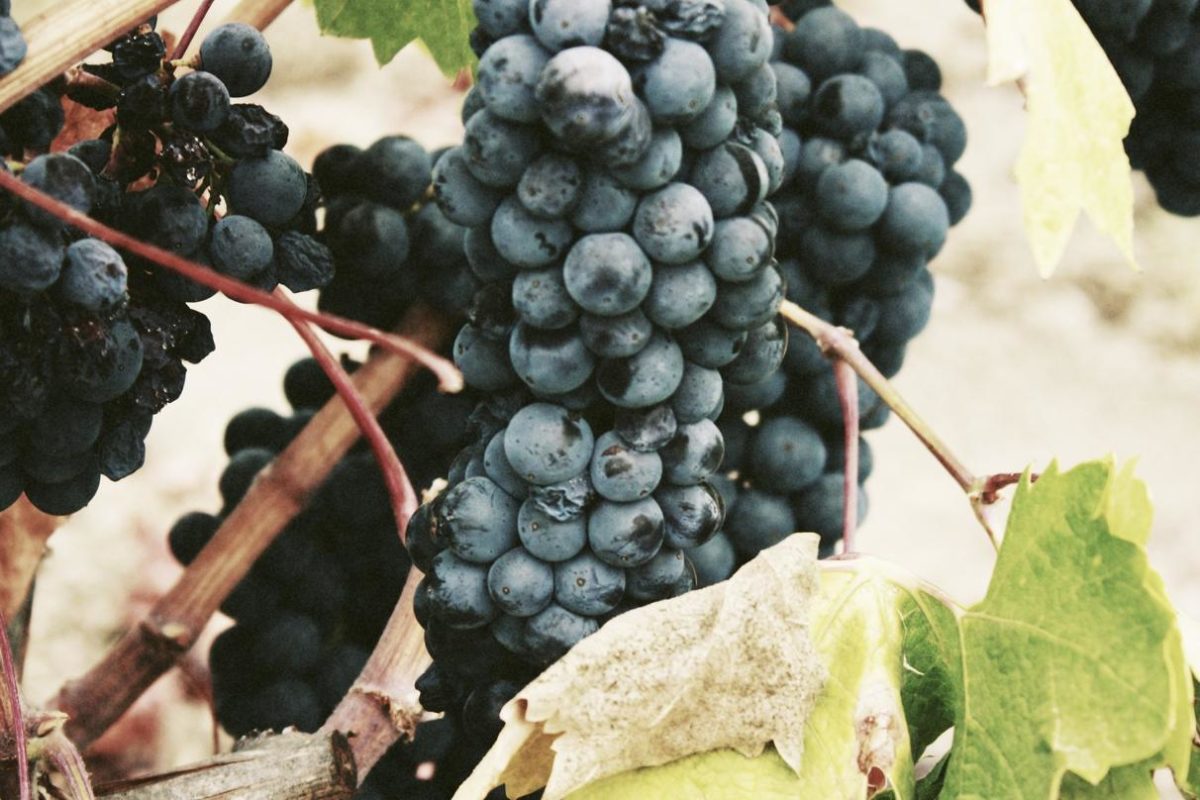 Dolores ipsum sunt accusantium minima sed